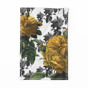 Redoute' Roses ~ Yellow ~ Large