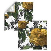 Redoute' Roses ~ Yellow ~ Large