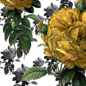 Redoute' Roses ~ Yellow ~ Large