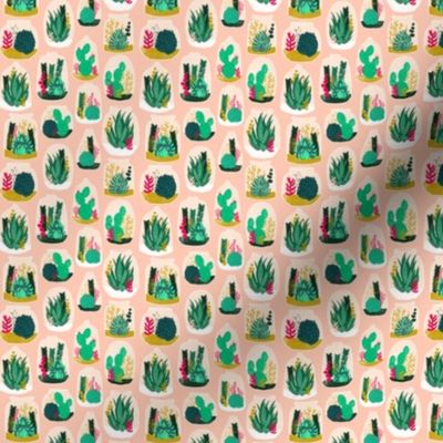 terrariums // potted houseplants succulents cacti cactus 