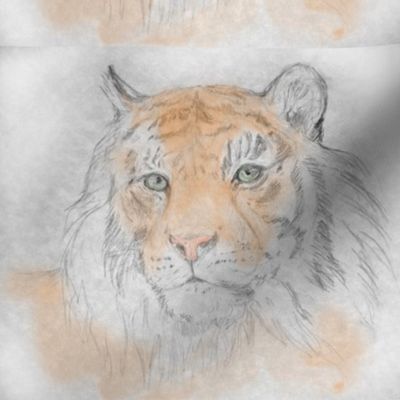 Tiger, Tinted