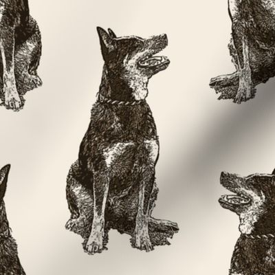 Sitting Australian cattle dog - sepia