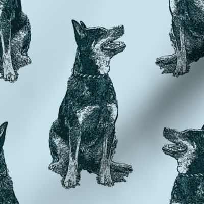 Sitting Australian cattle dog - blue