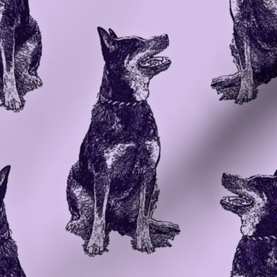 Sitting Australian cattle dog - purple