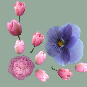 blue violet and rose tulips