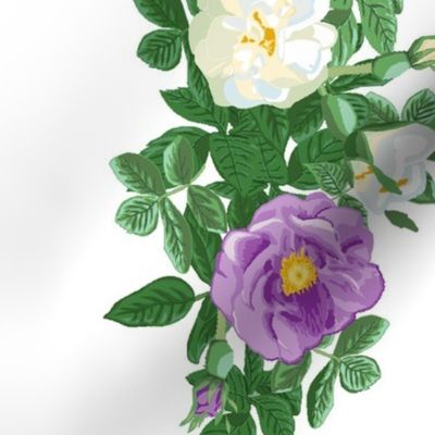 rose_border_purple_and_white_2_a_large_12x12_vert