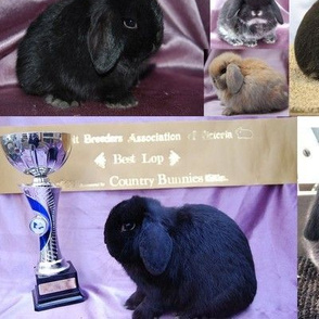 Camelot Show Rabbits