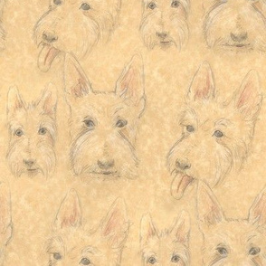 Wheaten Scottie Portraits