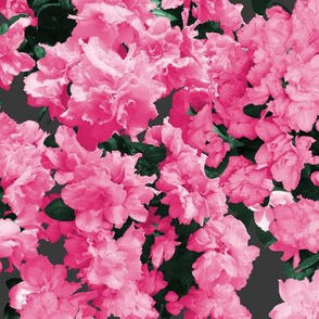 Photographic Pink Azaleas