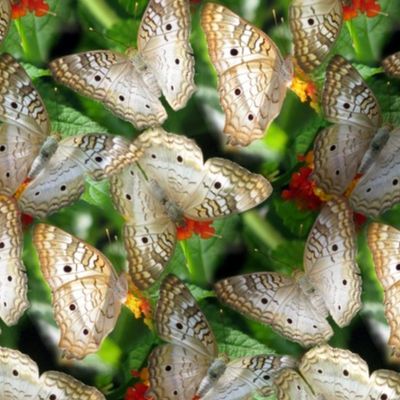 White Peacock Butterflies