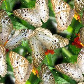 White Peacock Butterflies