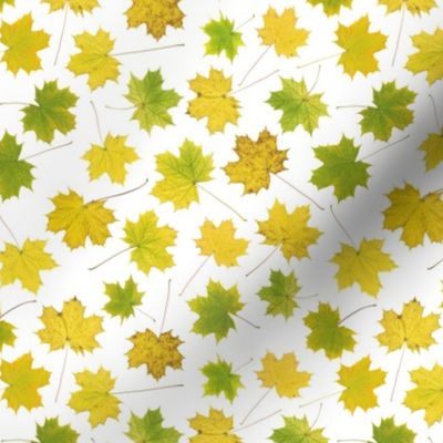 small maple leaves on white