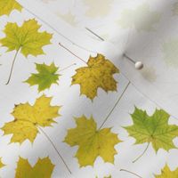 small maple leaves on white