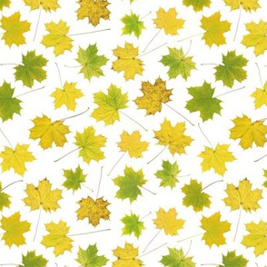 small maple leaves on white
