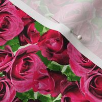 Abundant Roses - Pink