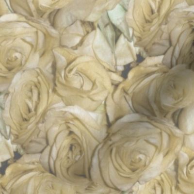 A Dozen Dozen Roses ~ Antique Cream Wash 