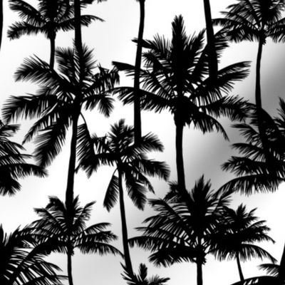 Palm Trees / Black And White / Small Scale