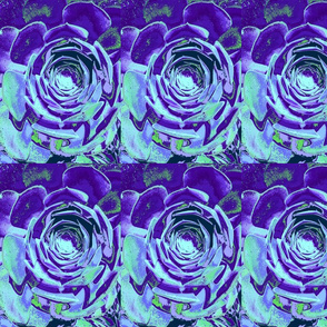 Purple & Blue Roses