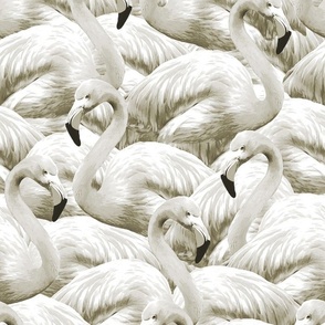 Flamingo Fever in Albino
