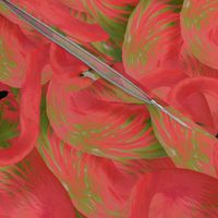 Flamingo Fever in Kiwi