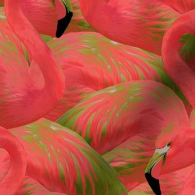 Flamingo Fever in Kiwi