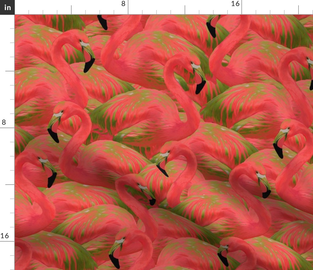 Flamingo Fever in Kiwi