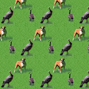 Dogs turkeys & geese on grass