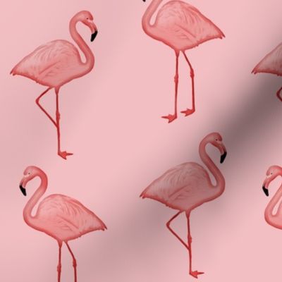 Bimini Bay Flamingos on Pink