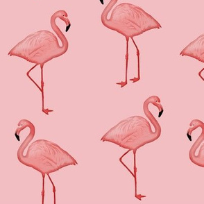 Bimini Bay Flamingos on Pink