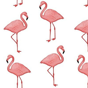 Bimini Bay Flamingos