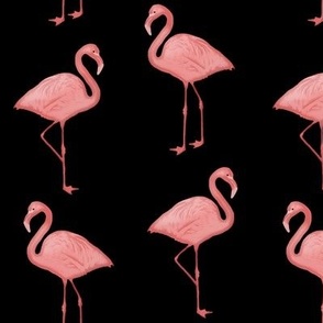 Bimini Bay Flamingos in Black