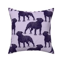 Posing Staffordshire Bull Terrier - purple