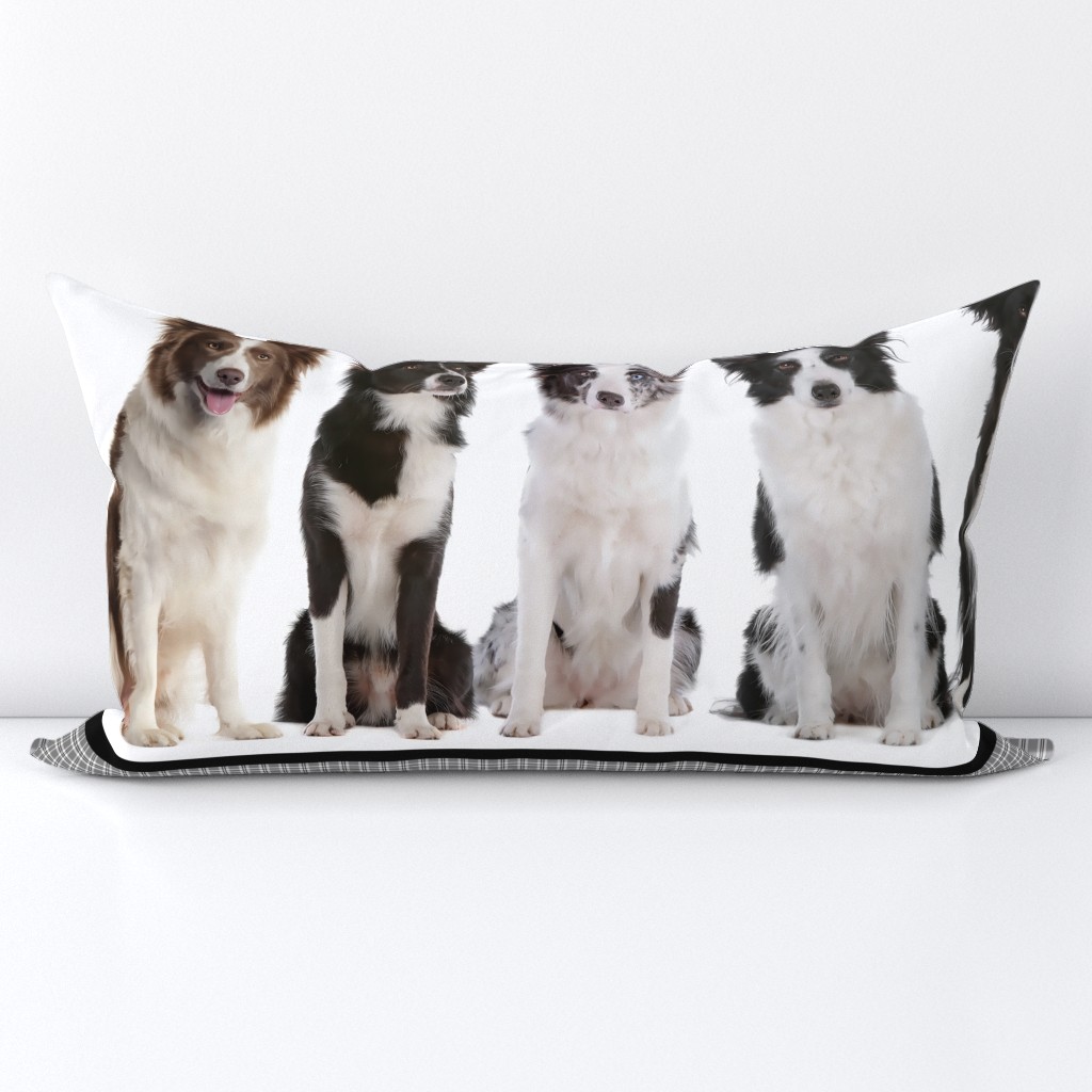 Border Collie Border Fabric