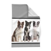 Border Collie Border Fabric