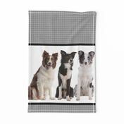 Border Collie Border Fabric