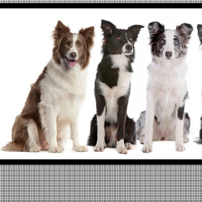 Border Collie Border Fabric