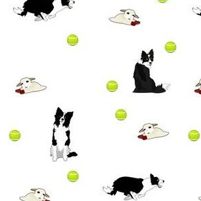 Border Collies & Lambchop