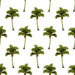 PALM TREE on WHITE