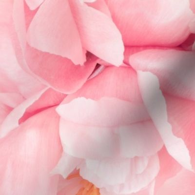 Pink Peony Petals