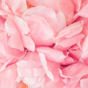 Pink Peony Petals