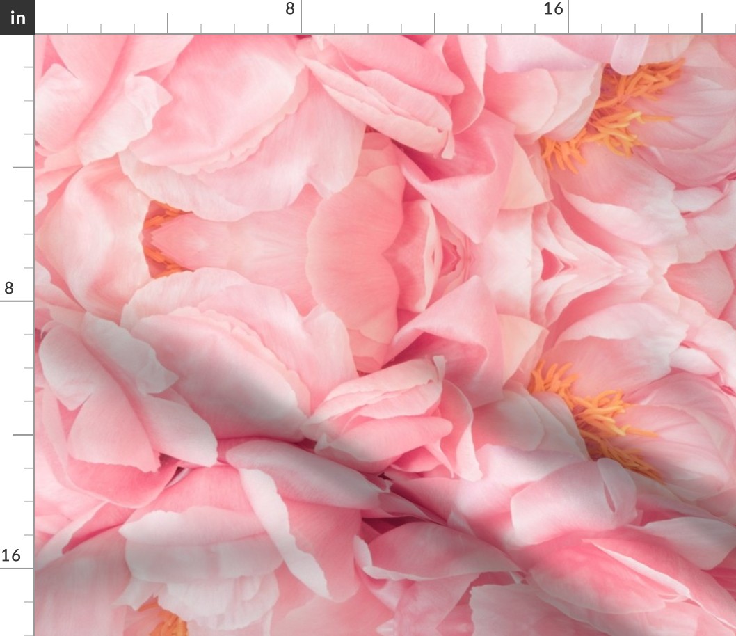 Pink Peony Petals