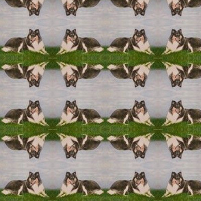 Tiny Shelties Mirrored Pattern