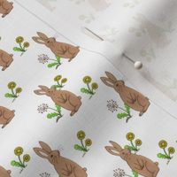 Rabbits and Dandelions