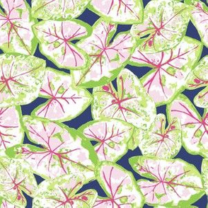 Caladium - Pink Green Navy