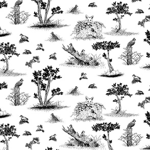 bobwhite quail toile de jouy black