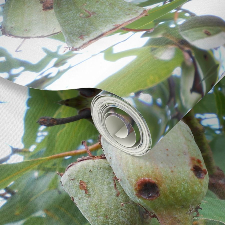 Eucalypt Filligree (Ref. 1659)