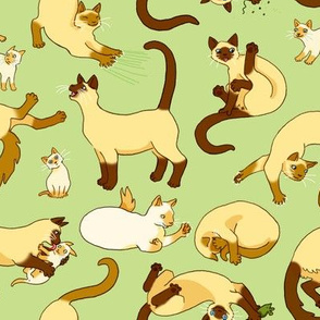 Siamese Cats & Kittens