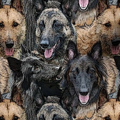 Herd of Belgian Shepherds