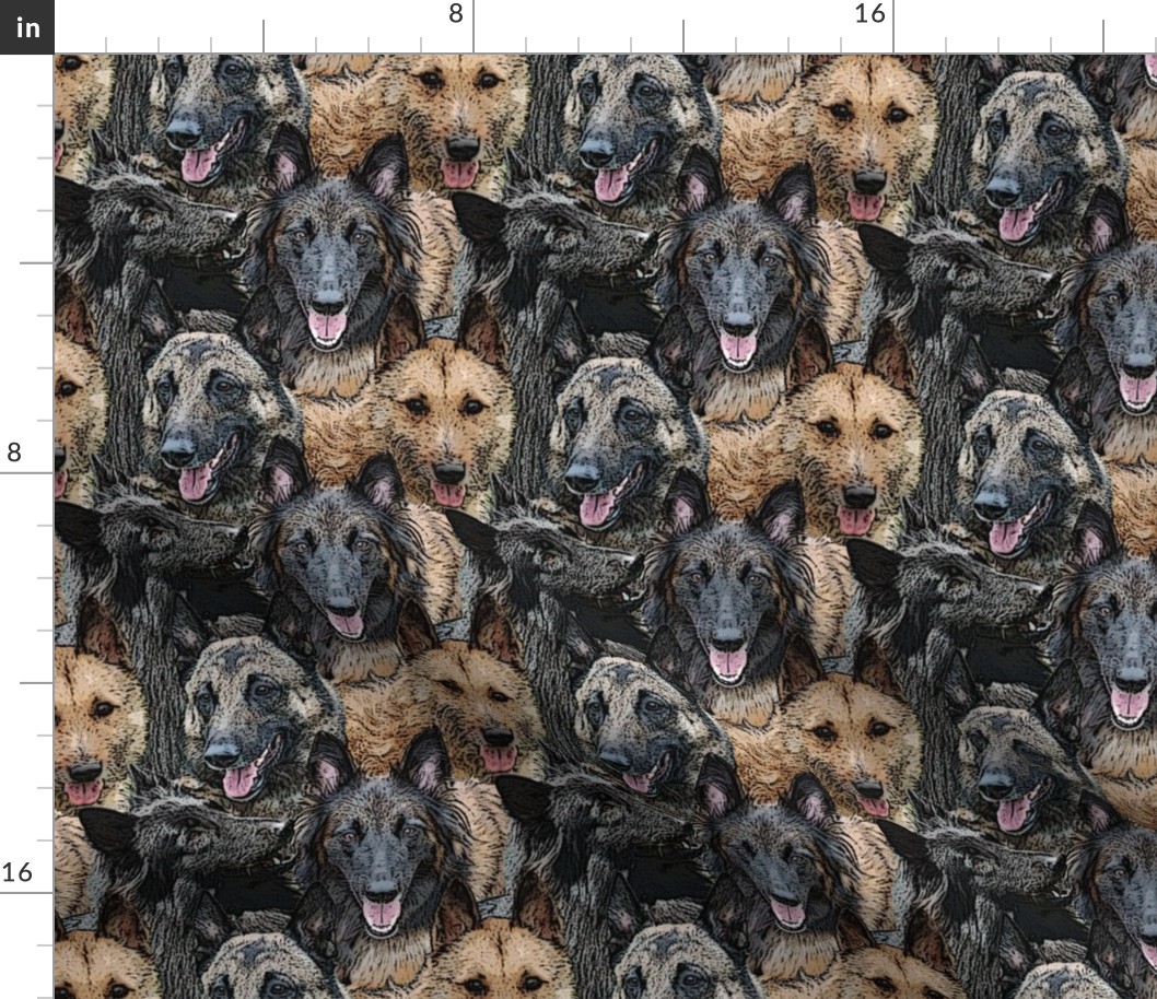 Herd of Belgian Shepherds