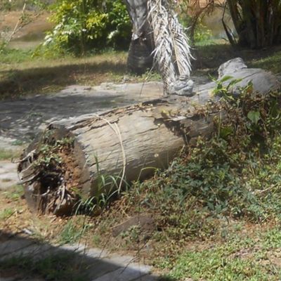 Reflections in a Tropical Wilderness Garden (Ref. 0081)